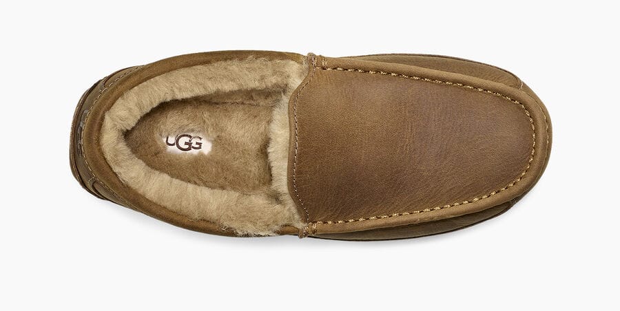 Ugg Boots Ugg Ascot Leather Slipper Review Men's UGG Ascot - Main Image